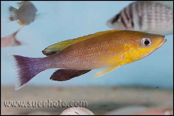 Cyprichromis sp. 'leptosoma jumbo' Cape Chaitika